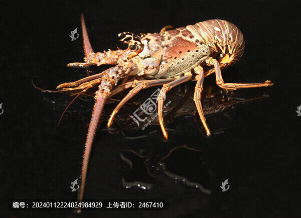 小青龍青殼仔波紋龍蝦