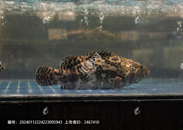 老虎斑