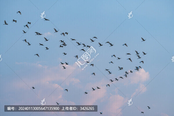 藍(lán)天下飛翔的白鷺鳥(niǎo)群