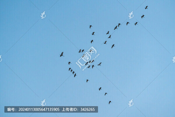 藍天下飛翔的白鷺鳥群