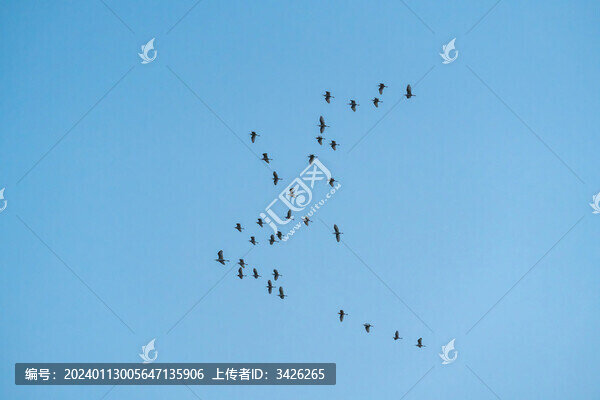 藍(lán)天下飛翔的白鷺鳥(niǎo)群