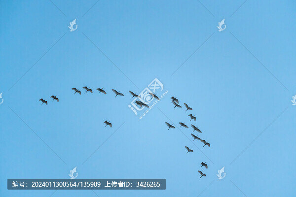 藍天下飛翔的白鷺鳥群