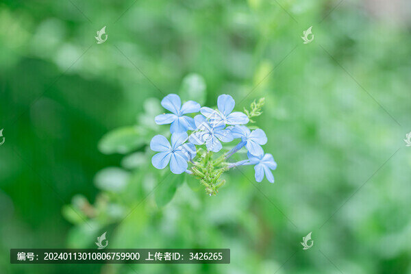 戶外盛開的藍花丹
