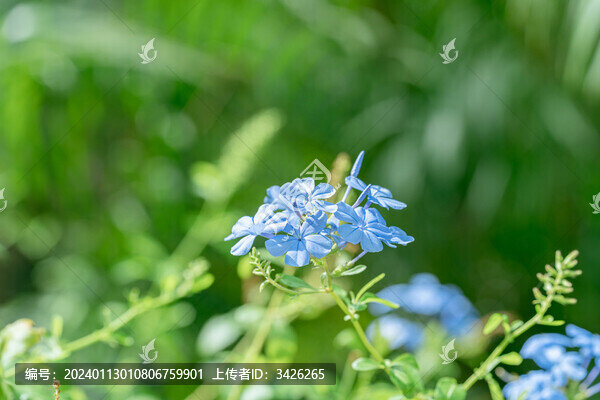 戶外盛開的藍(lán)花丹