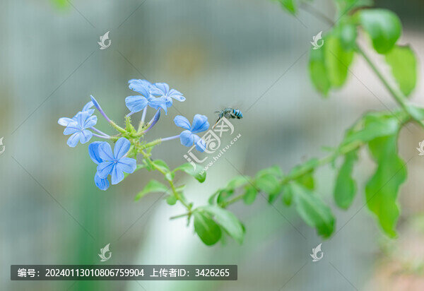 戶外盛開的藍(lán)花丹
