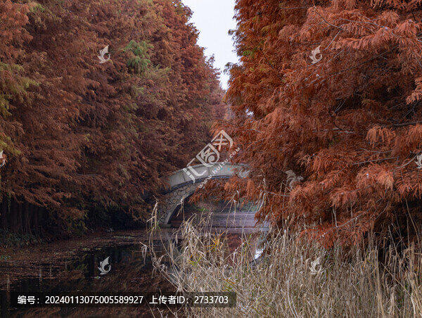 虎丘濕地公園紅杉樹