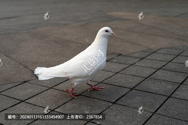 一只白鴿站在灰色的地面