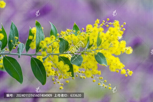 金合歡花