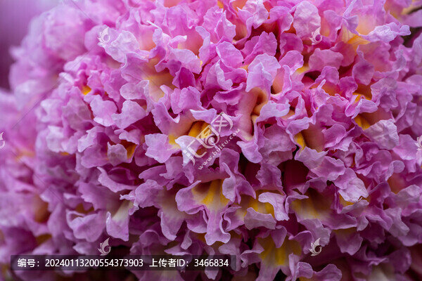 紫花風(fēng)鈴木