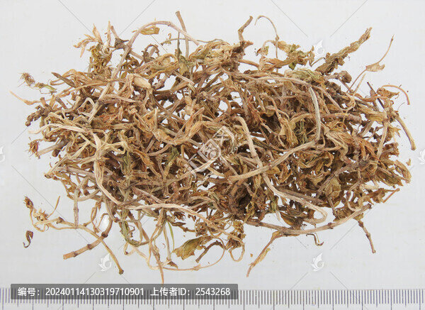 垂盆草藥材