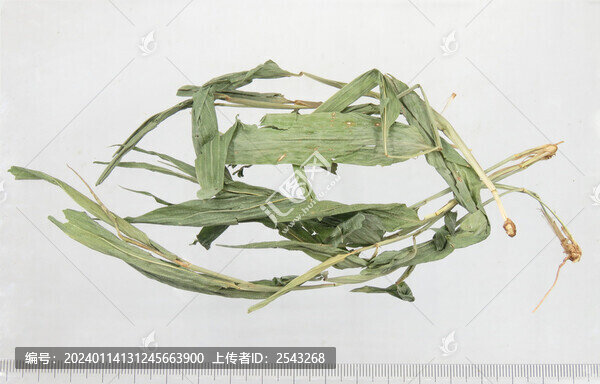 淡竹葉藥材