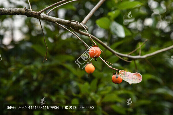 紅柿子熟了
