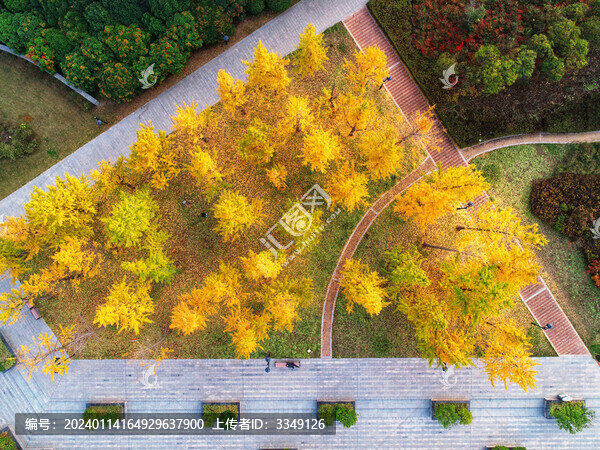 公園里的銀杏林