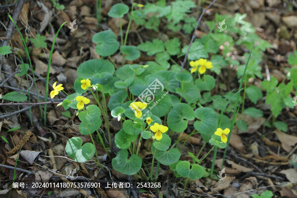 雙花堇菜