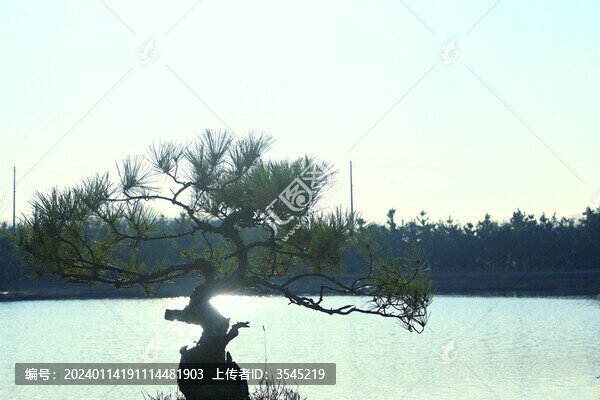 松樹盆景