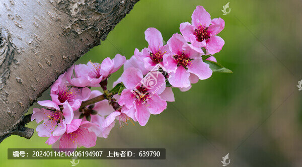 桃花