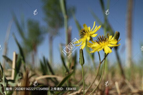 苦菜花