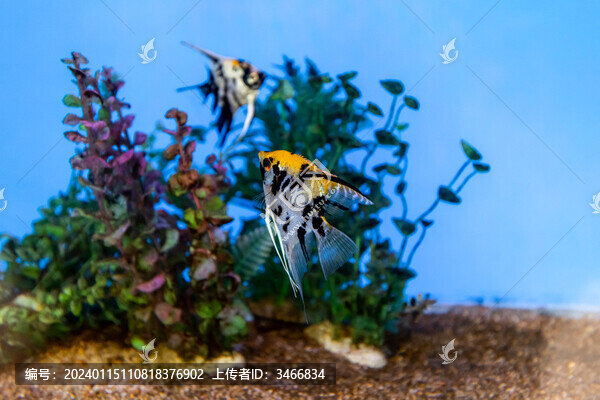 水中的熱帶觀賞魚(yú)神仙魚(yú)