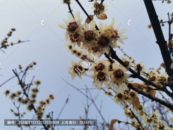 臘梅花
