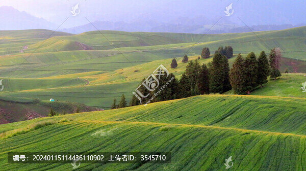江布拉克天山麥海