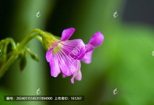 櫧頭紅花開正艷