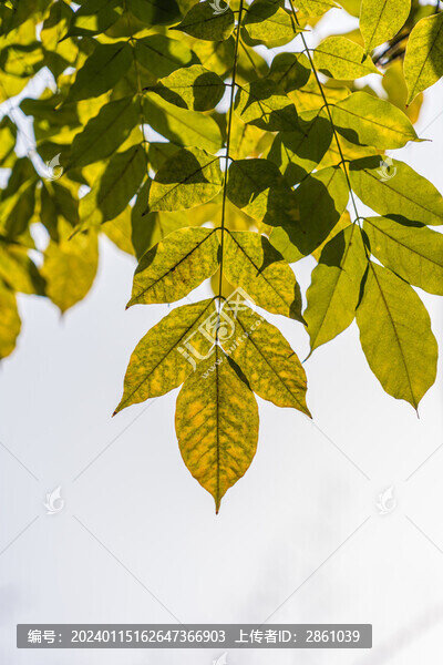 逆光樹(shù)葉