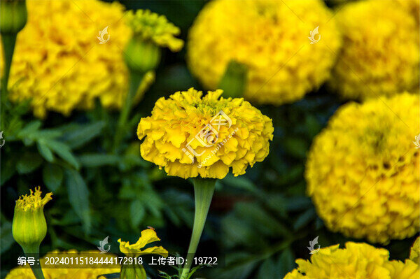 萬壽菊