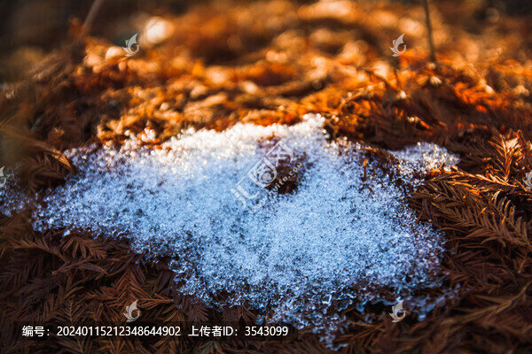 松針葉上的雪