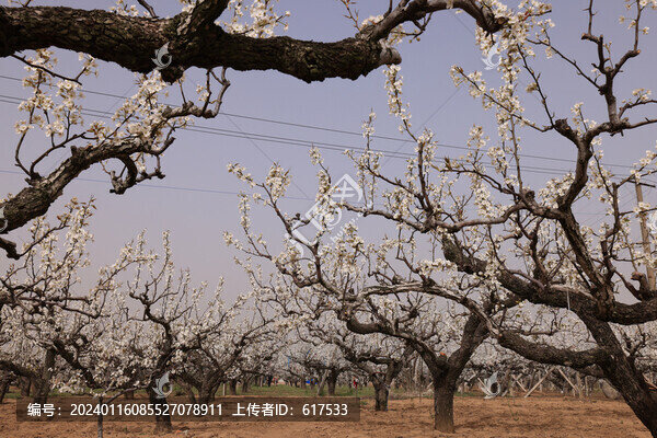 萊陽梨花園區(qū)