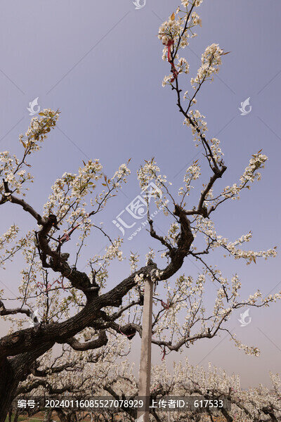 梨樹枝干