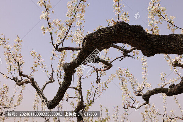 百年梨樹花綻放