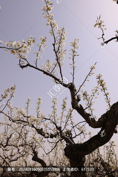 萊陽(yáng)梨花盛開(kāi)