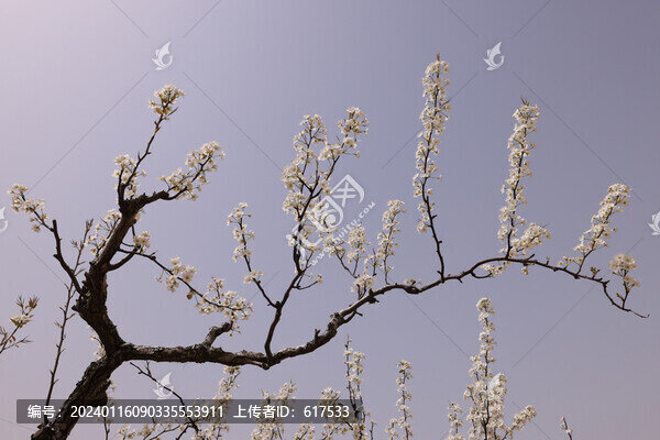 蜿蜒的梨樹枝