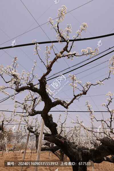 梨樹枝