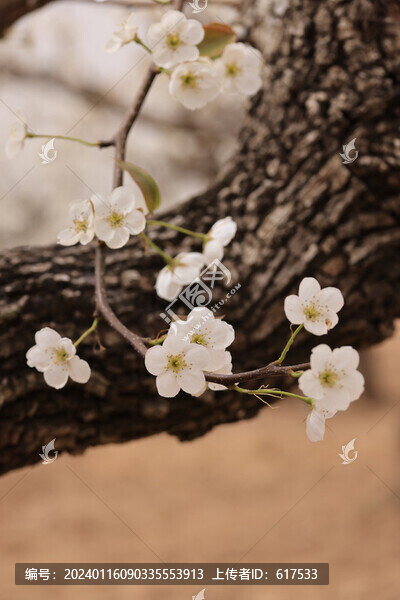 梨花樹