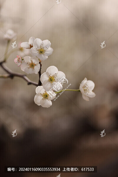 唯美梨花