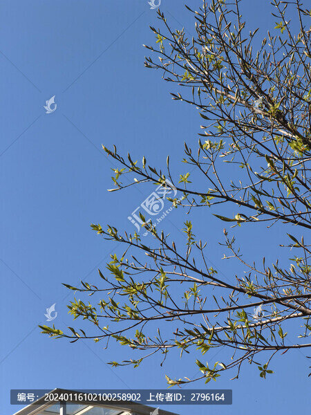 樹(shù)木枯枝