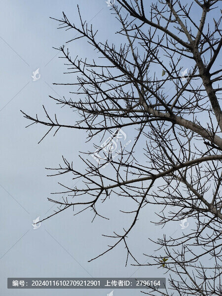 樹木枯枝