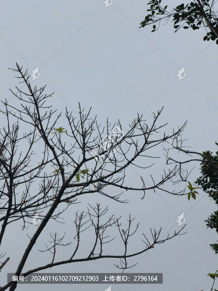 樹(shù)木枯枝