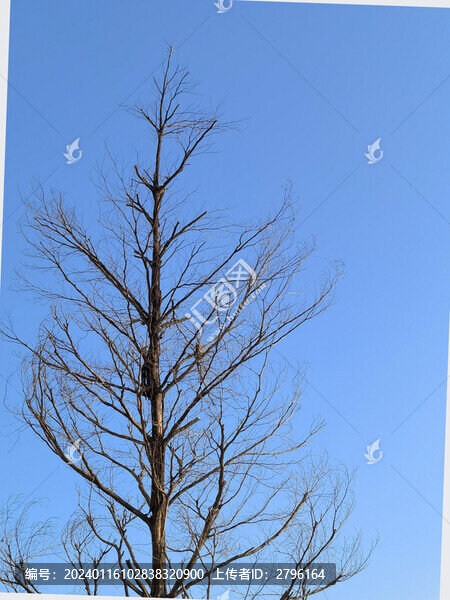 樹(shù)木枯枝