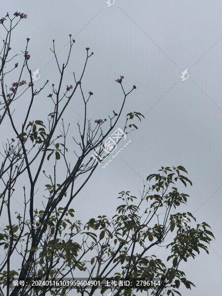 樹木枯枝