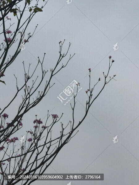 樹木枯枝