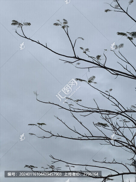 樹木枯枝