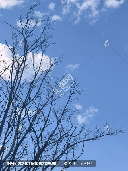 樹(shù)木枯枝