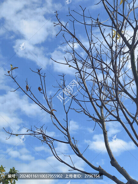 樹(shù)木枯枝