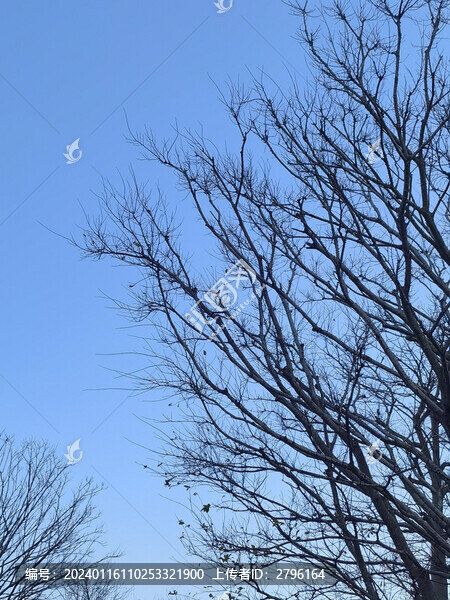 樹(shù)木枯枝