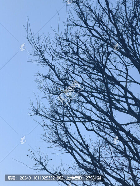 樹木枯枝