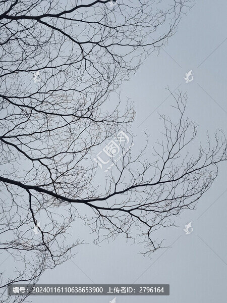 樹木枯枝