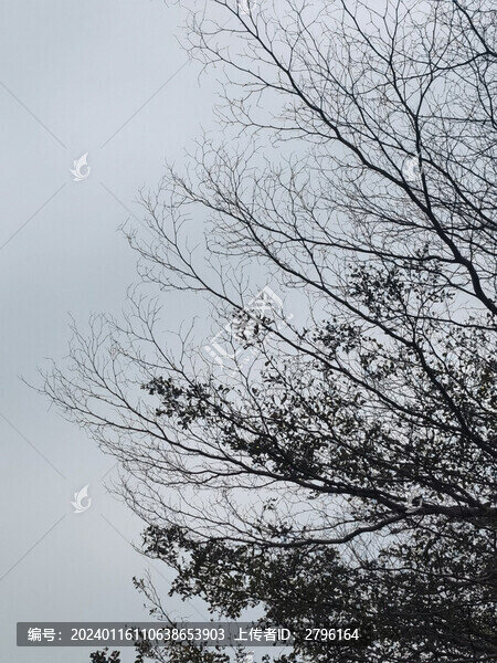 樹木枯枝