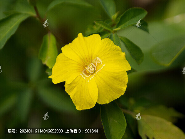 亞麻科植物石海椒花期